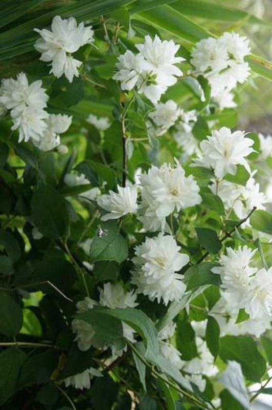 Чубушник Шнеештурм (Philadelphus 'Schneesturm')