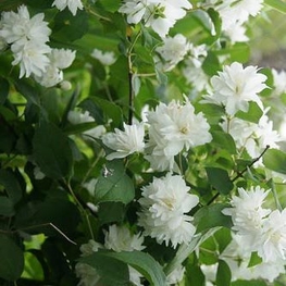 Чубушник Шнеештурм (Philadelphus 'Schneesturm')