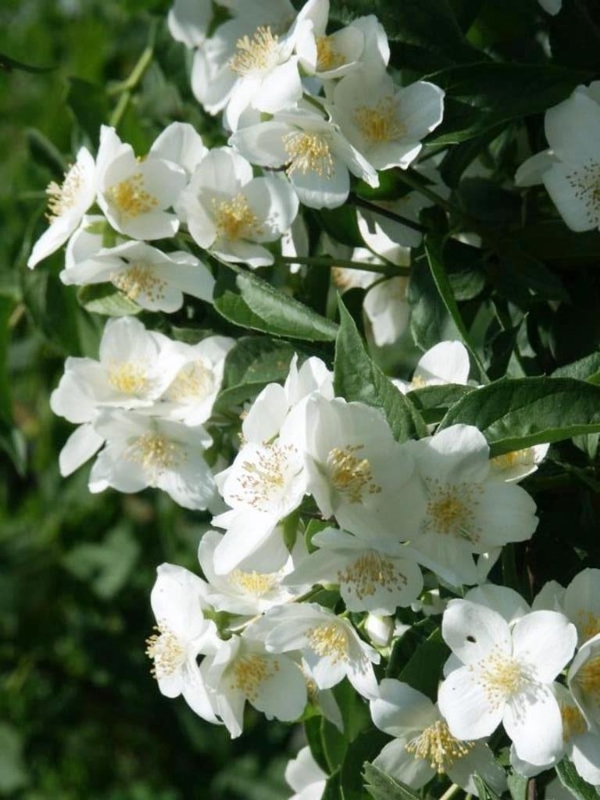 Чубушник Старбрайт (Philadelphus 'Starbright')