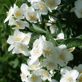 Чубушник Старбрайт (Philadelphus 'Starbright')