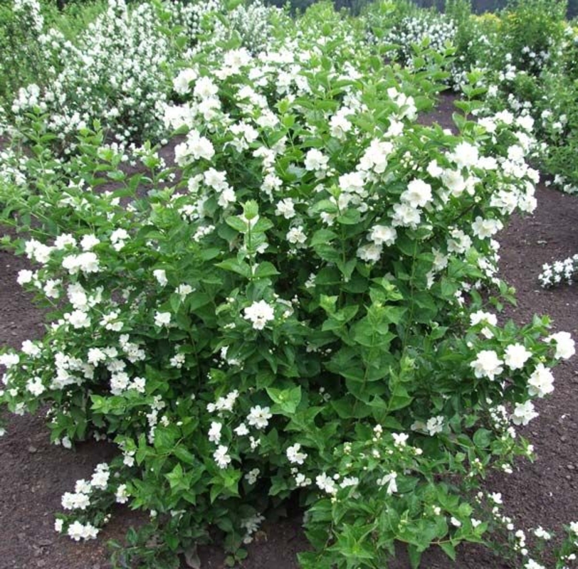 Чубушник Лемуана Мон Блан (Philadelphus x lemoinei 'Mont Blanc')