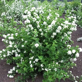 Чубушник Лемуана Мон Блан (Philadelphus x lemoinei 'Mont Blanc')