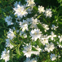 Чубушник Комсомолец (Philadelphus 'Komsomolets')