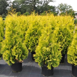 Туя западная Йеллоу Риббон (Thuja occidentalis 'Yellow Ribbon')