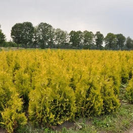 Туя западная Йеллоу Риббон (Thuja occidentalis 'Yellow Ribbon')