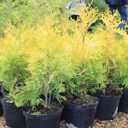 Туя западная Йеллоу Риббон (Thuja occidentalis 'Yellow Ribbon')