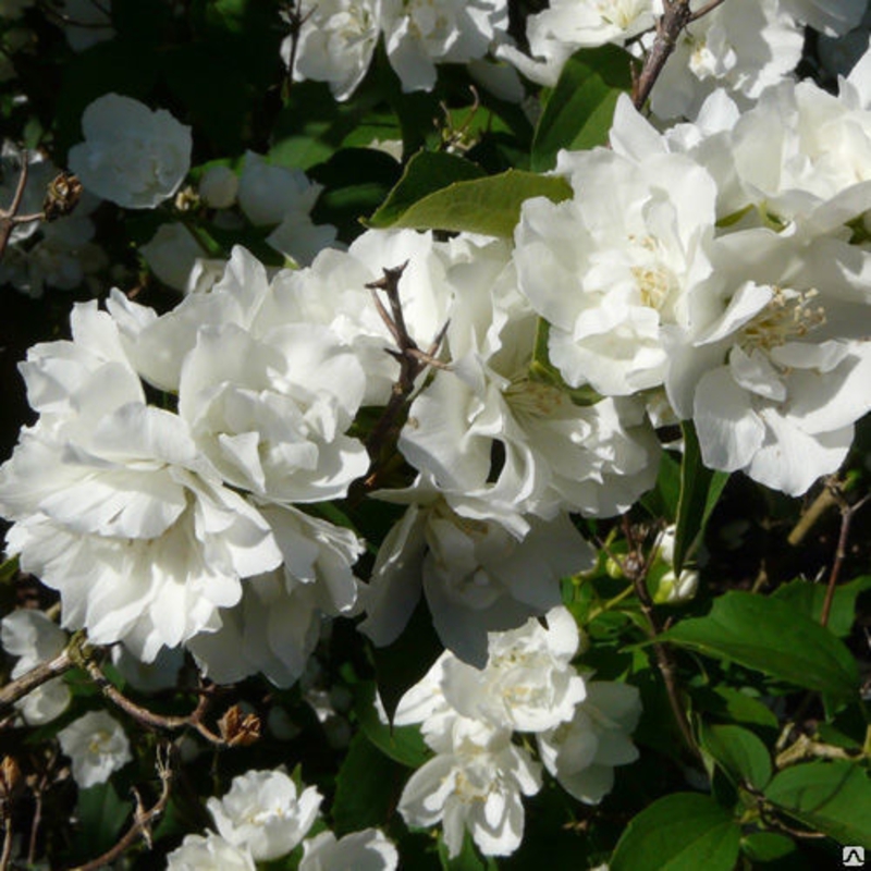 Чубушник гибридный Букет Блан (Philadelphus 'Bouquet Blanc')
