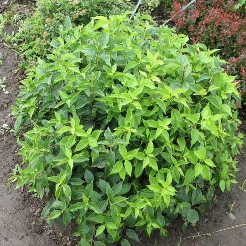 Чубушник Гном (Philadelphus 'Gnom')