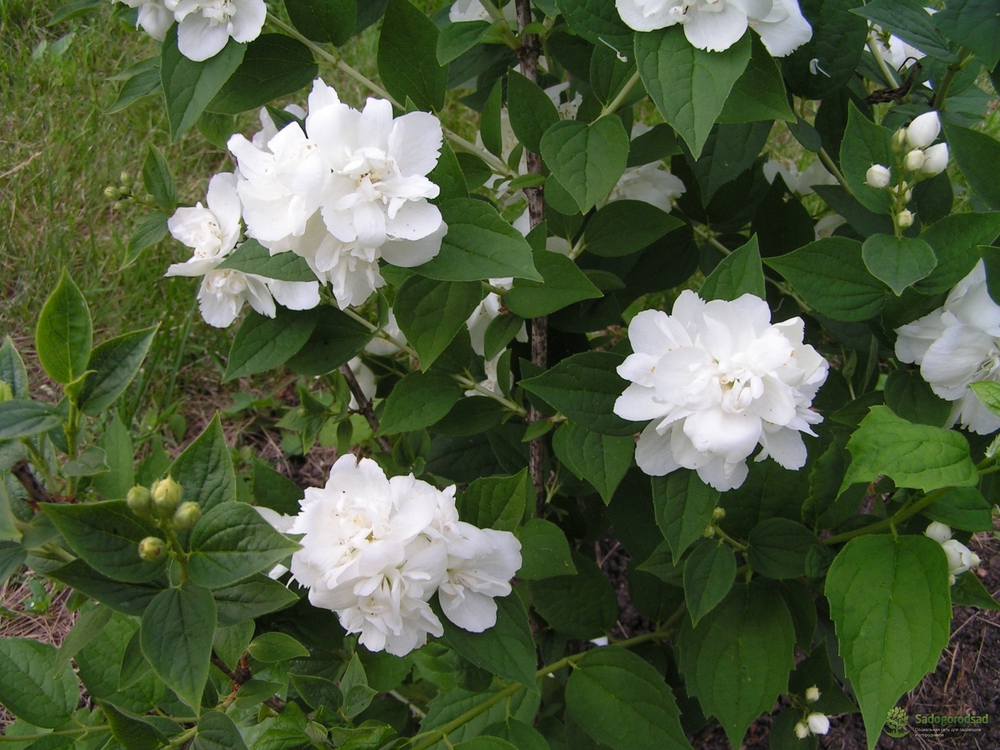 Чубушник Зоя Космодемьянская (Philadelphus 'Zoya Kosmodemyanskaya')
