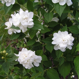 Чубушник Зоя Космодемьянская (Philadelphus 'Zoya Kosmodemyanskaya')