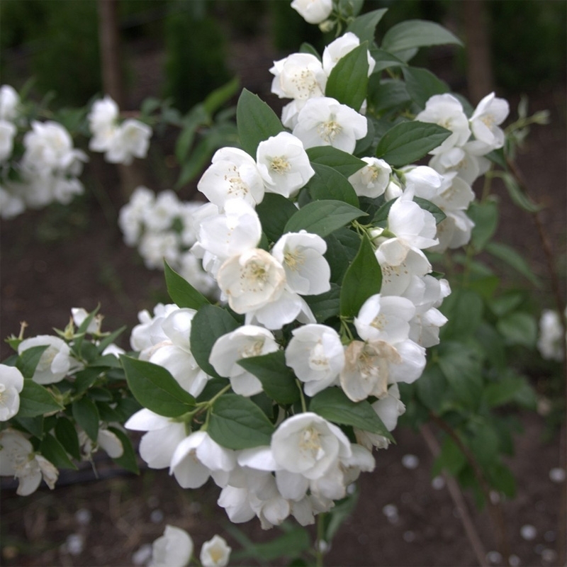 Чубушник Алабастрит (Philadelphus 'Alabasrite')