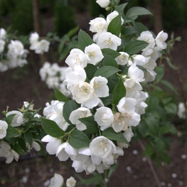 Чубушник Алабастрит (Philadelphus 'Alabasrite')