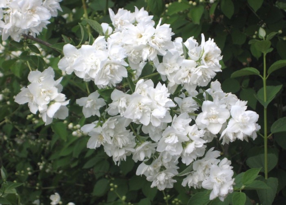 Чубушник Арктика (Philadelphus 'Arktika')