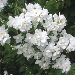 Чубушник Арктика (Philadelphus 'Arktika')