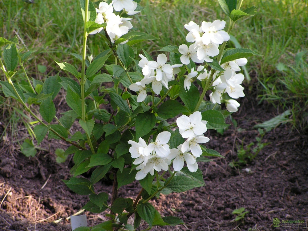 Чубушник Воздушный десант (Philadelphus 'Vozdushnyy Desant')
