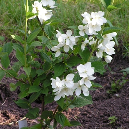 Чубушник Воздушный десант (Philadelphus 'Vozdushnyy Desant')