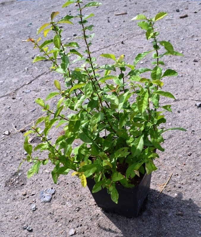 Айва японская (Chaenomeles japonica)