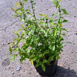 Айва японская (Chaenomeles japonica)