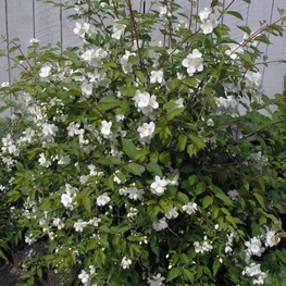 Чубушник Глетчер (Philadelphus 'Gletscher')