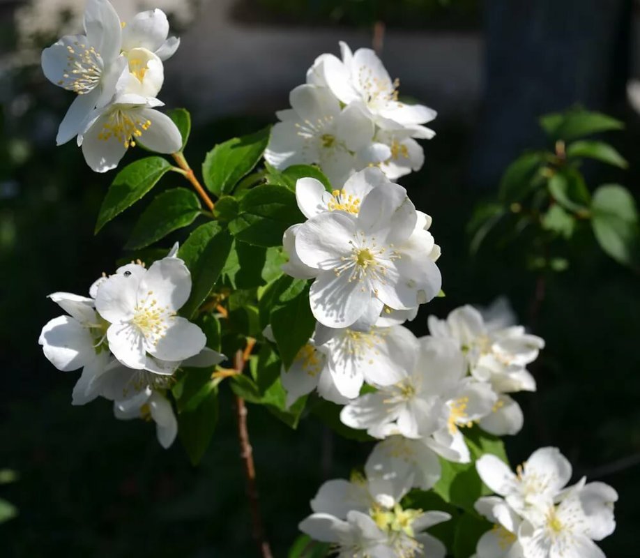 Чубушник Лавина (Philadelphus 'Lavina')