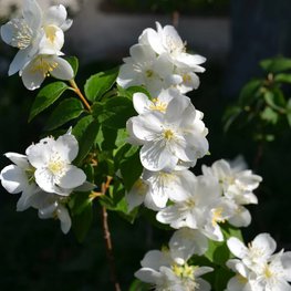 Чубушник Лавина (Philadelphus 'Lavina')