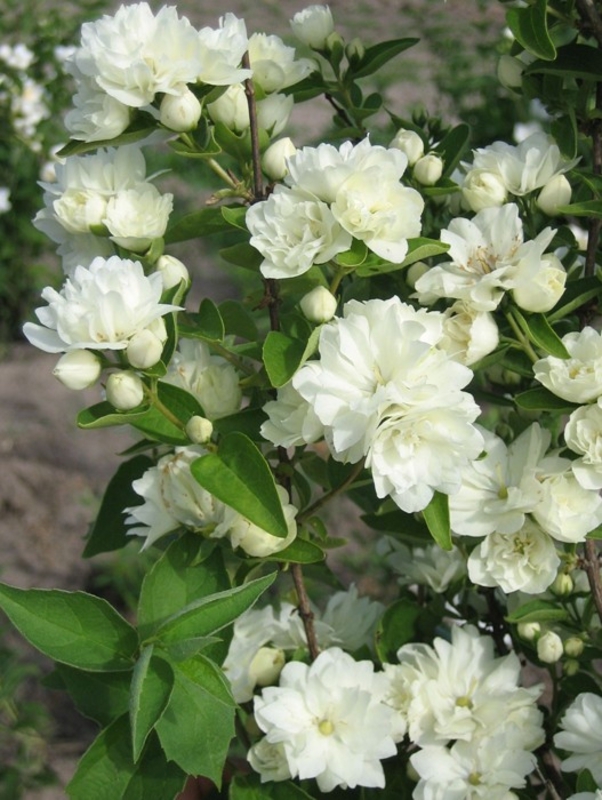 Чубушник Лунный свет (Philadelphus 'Lunnyi Svet')