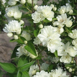 Чубушник Лунный свет (Philadelphus 'Lunnyi Svet')