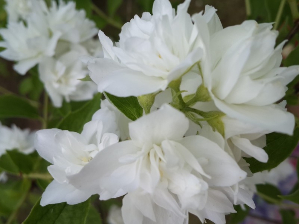 Чубушник Помпон (Philadelphus 'Pompon')
