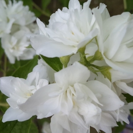 Чубушник Помпон (Philadelphus 'Pompon')