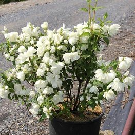 Чубушник Сноубелль (Philadelphus 'Snowbelle')