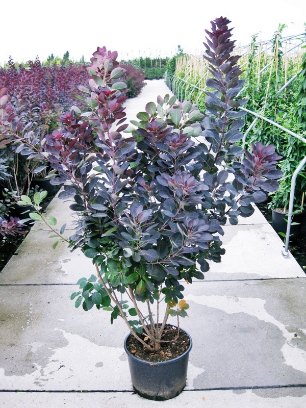 Скумпия кожевенная Роял Пёрпл (Cotinus coggygria 'Royal Purple')