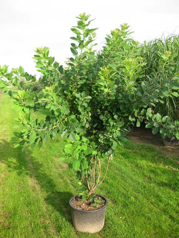 Скумпия кожевенная (Cotinus coggygria)