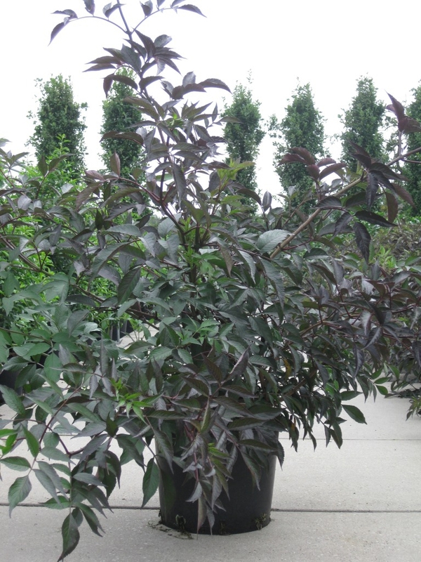 Бузина черная Блэк Бьюти (Sambucus nigra 'Black Beauty')