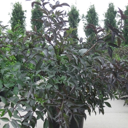 Бузина черная Блэк Бьюти (Sambucus nigra 'Black Beauty')