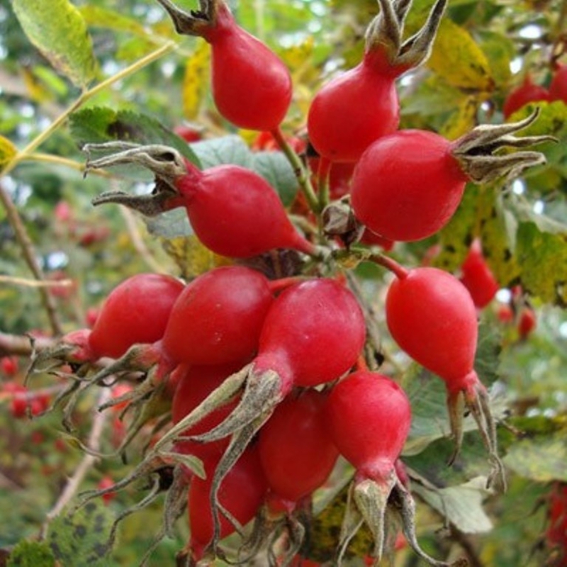 Шиповник гибридный Витаминный ВНИВИ (Rosa 'Vitaminny VNIVI')