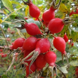 Шиповник гибридный Витаминный ВНИВИ (Rosa 'Vitaminny VNIVI')