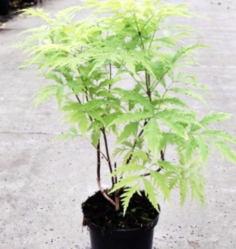 Бузина красная Сазерленд Голд (Sambucus racemosa 'Sutherland Gold')