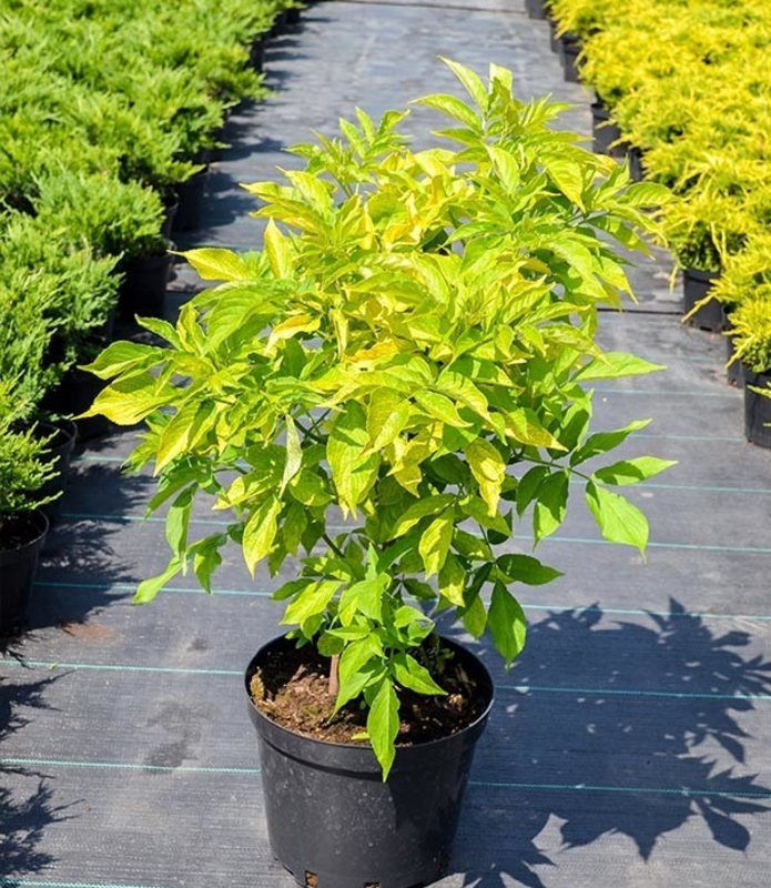 Бузина черная Аурея (Sambucus nigra 'Aurea')