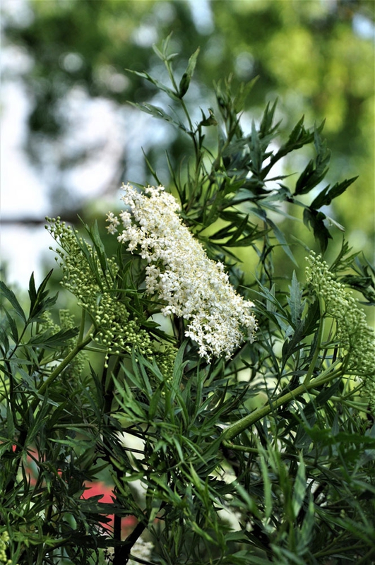 Бузина черная (Sambucus nigra)