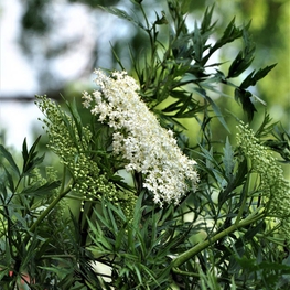 Бузина черная