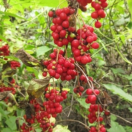 Лимонник китайский (Schisandra chinensis)
