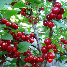 Вишня войлочная (Prunus tomentosa)