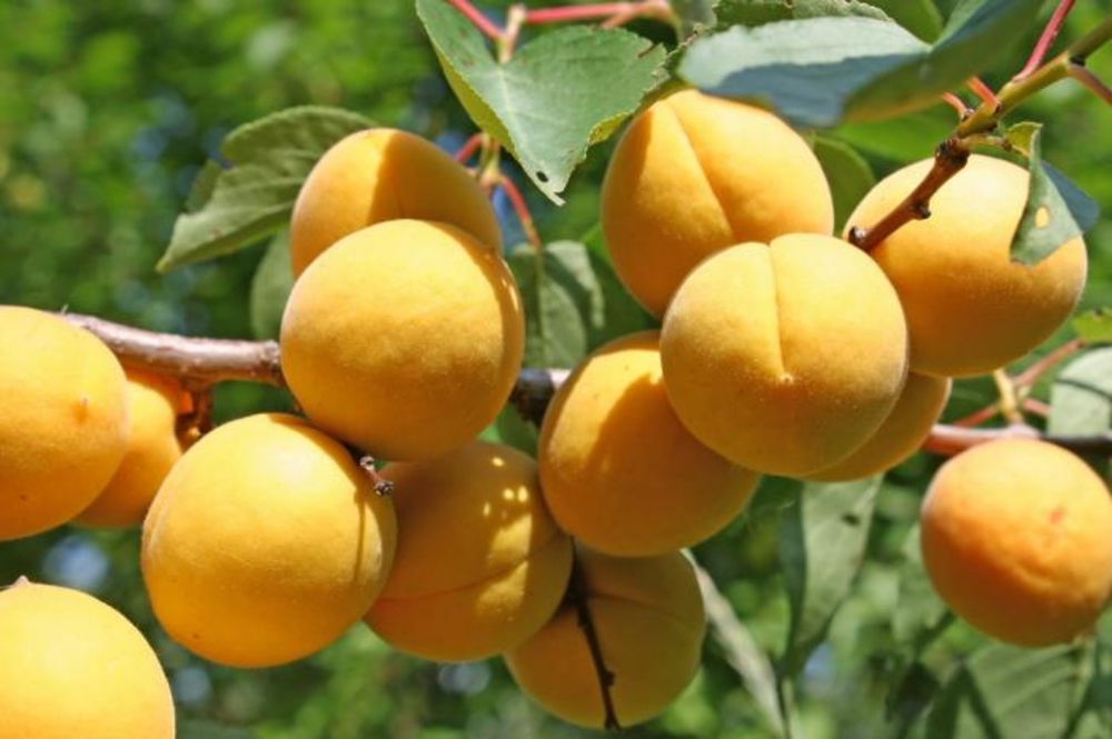 Абрикос Десертный (Prunus armeniaca 'Desertnyy')