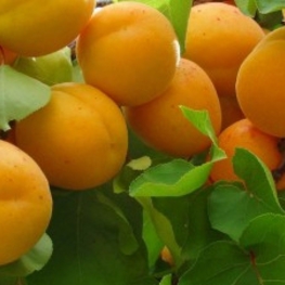 Абрикос Успех (Prunus armeniaca 'Uspekh')