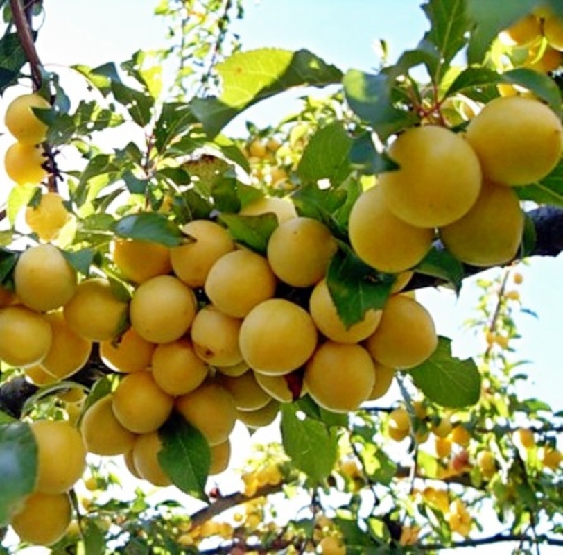Абрикос Воронежский румяный (Prunus armeniaca 'Voronezhskiy Rumyanyy')