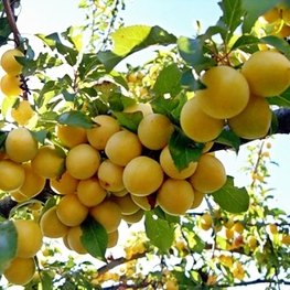 Абрикос Воронежский румяный (Prunus armeniaca 'Voronezhskiy Rumyanyy')