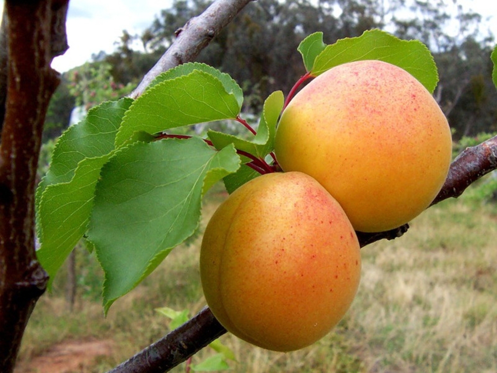 Абрикос Водолей (Prunus armeniaca 'Vodoley')