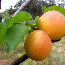 Абрикос Водолей (Prunus armeniaca 'Vodoley')