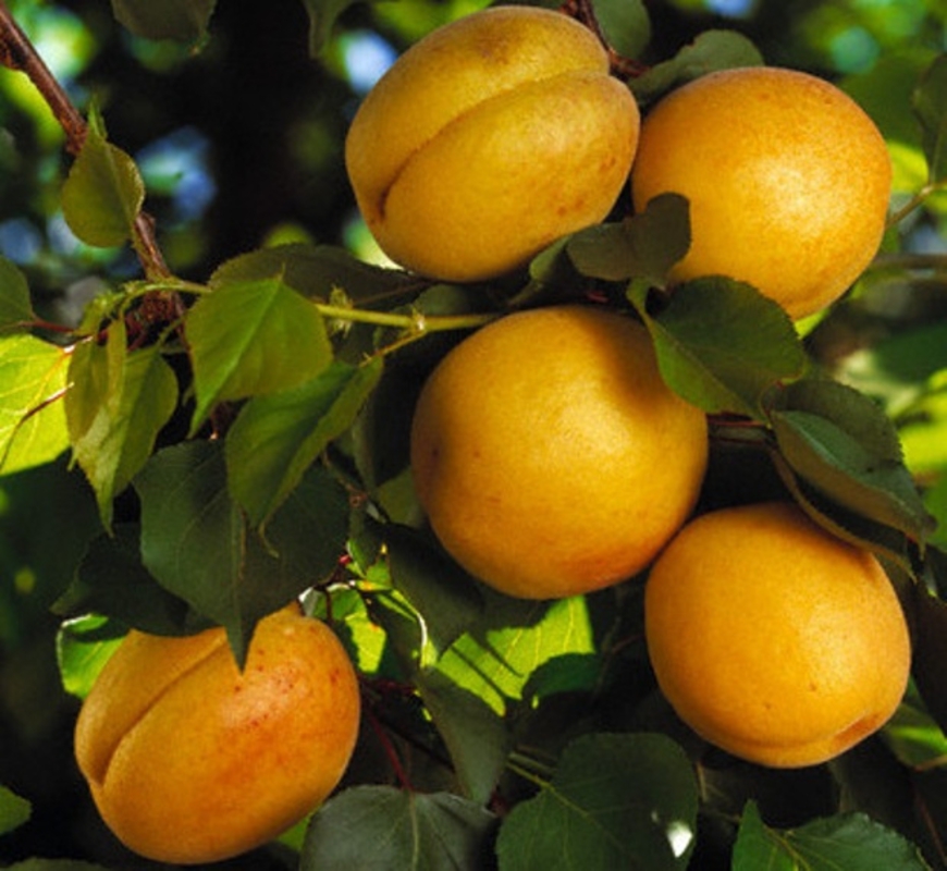 Абрикос Триумф Северный (Prunus armeniaca 'Triumf Severnyy')