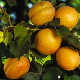 Абрикос Триумф Северный (Prunus armeniaca 'Triumf Severnyy')